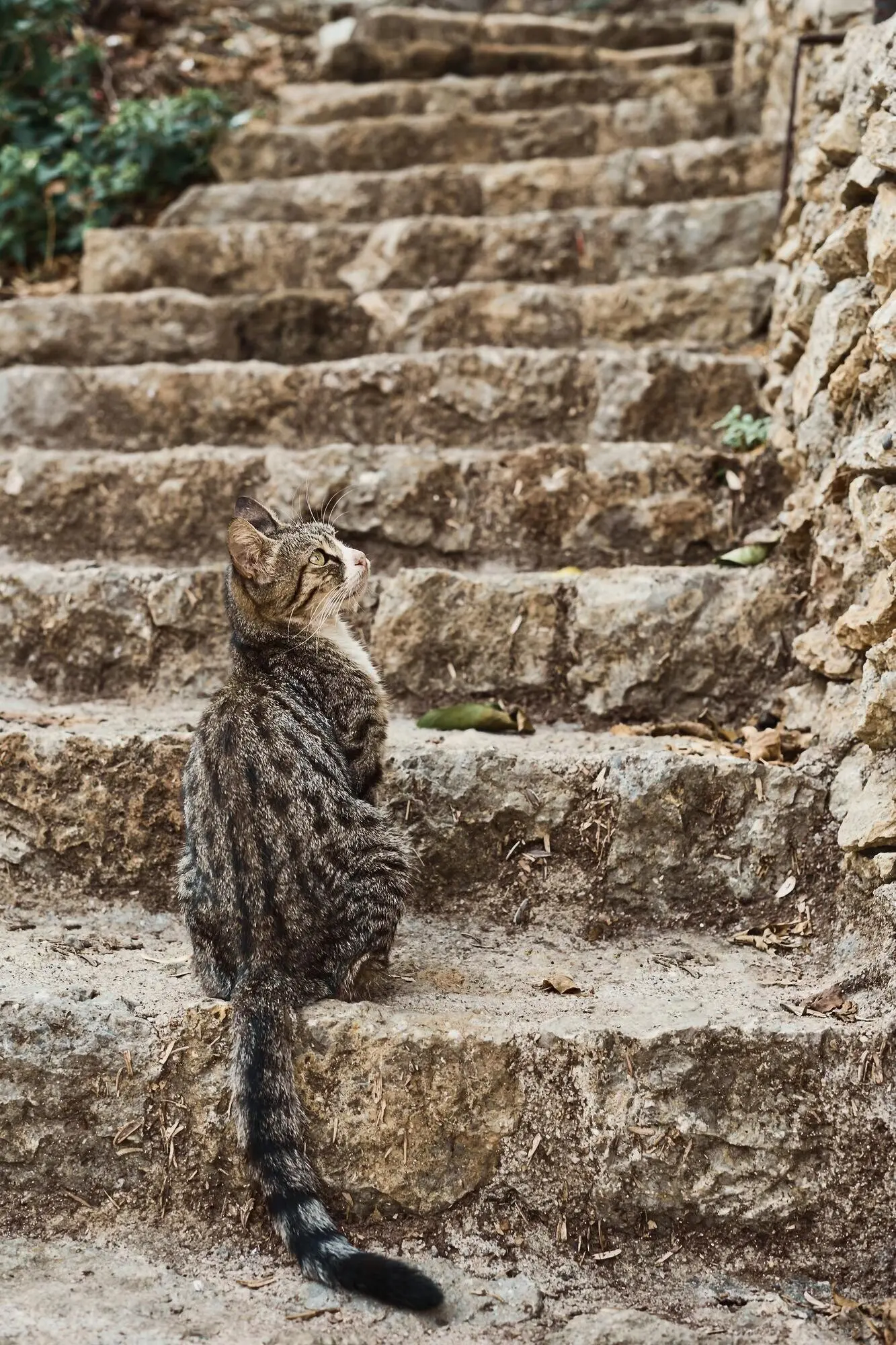 Graue Katze auf den Stufen einer Steintreppe in den Straßen der Altstadt; Tiere in der städtischen Umgebung; Hochformat; Tierpflege; urbane Ökosysteme; die Idee des Zusammenlebens im städtischen Ökosystem.